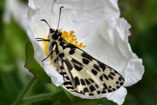 Hesperilla ornata
