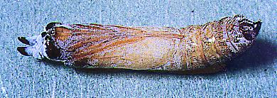 Hesperilla ornata