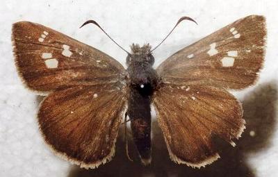 Timoconia peron