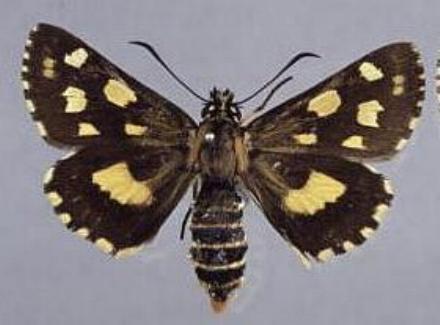 Hesperilla perornata