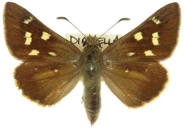 Hesperilla trimaculata