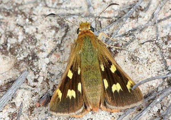 Hesperilla trimaculata