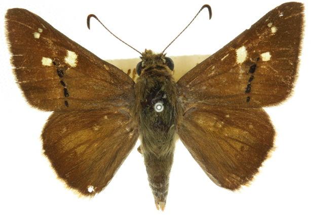 Hesperilla trimaculata