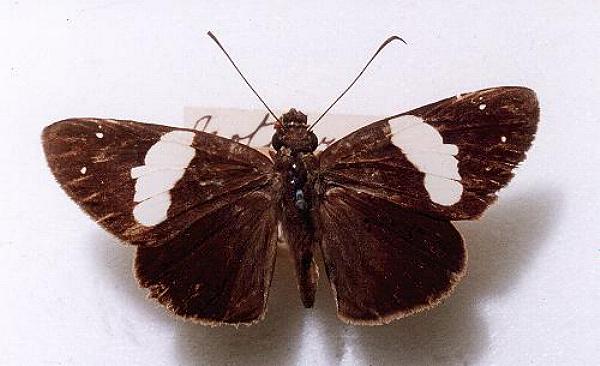 Notocrypta waigensis