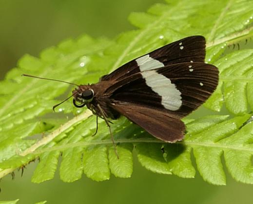 Notocrypta waigensis