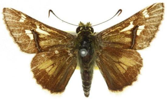 Toxidia xanthomera