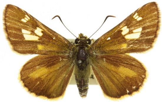 Toxidia xanthomera