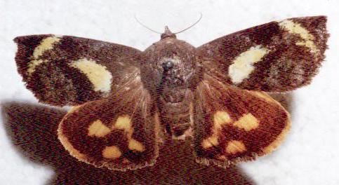 Hyblaea constellata