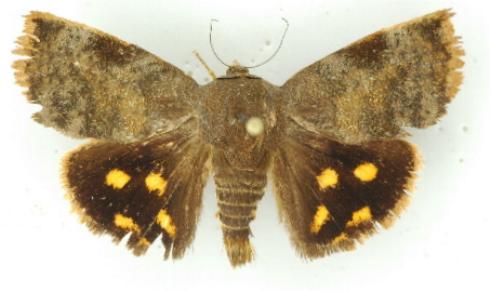 Hyblaea constellata