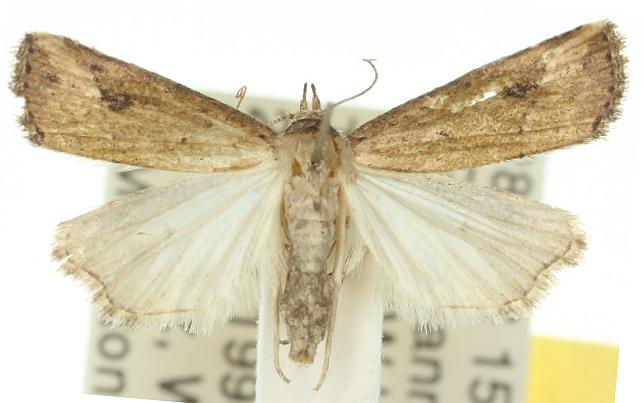 Luceria oculalis