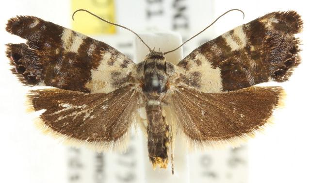 Eupselia aristonica