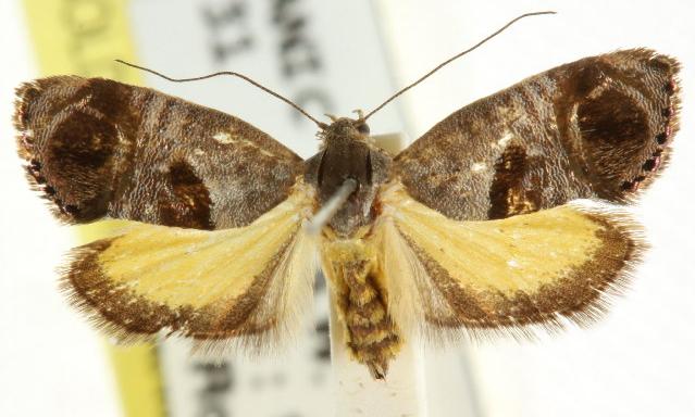Eupselia beatella