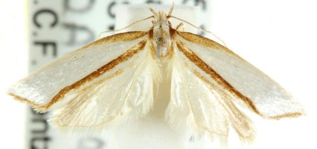 Thudaca circumdatella
