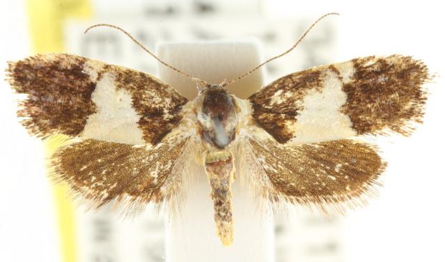 Eupselia hypsichora
