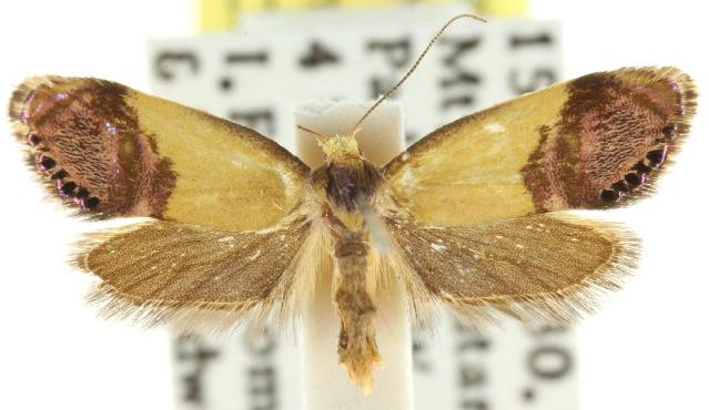 Eupselia iridizona