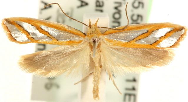 Thudaca obliquella