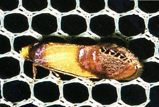 Eupselia satrapella
