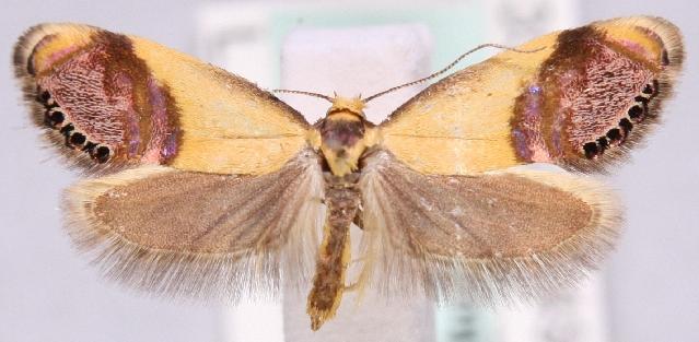 Eupselia satrapella