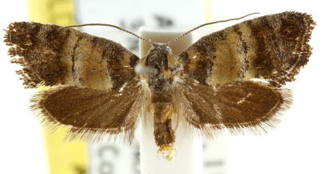 Epithetica typhoscia
