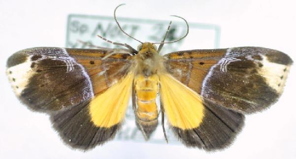 Catada apoblepta