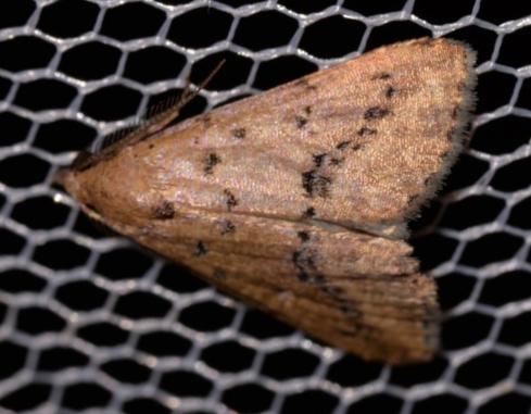 Foveades aroensis
