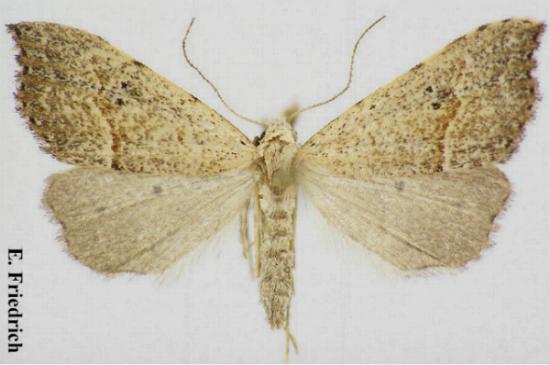 Trigonistis asthenopa