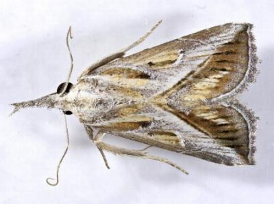 Rhynchodontodes chalcias