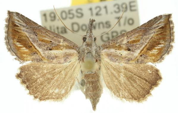 Rhynchodontodes chalcias