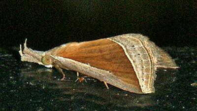Hypena conscitalis