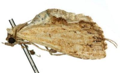Arrade cristatum