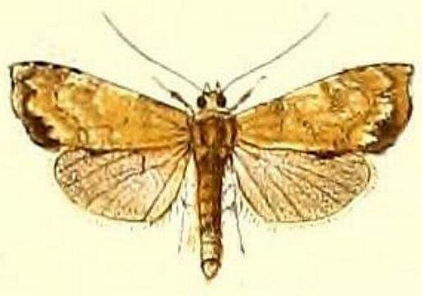Arrade cristatum