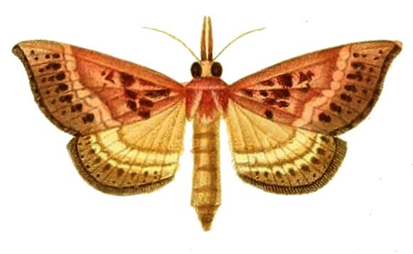 Rhodina falculalis