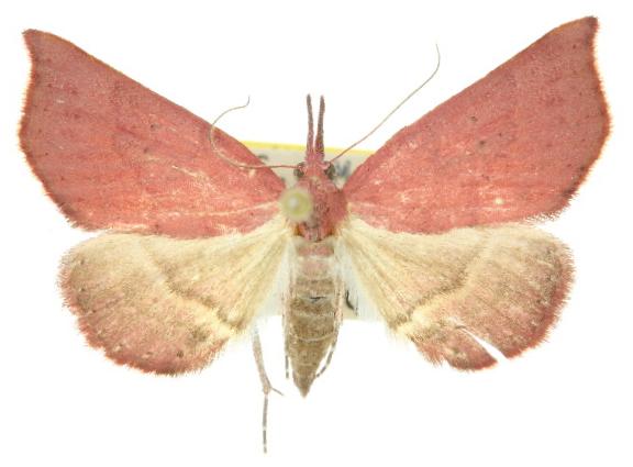 Rhodina falculalis