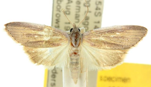 Prionopterina grammatistis
