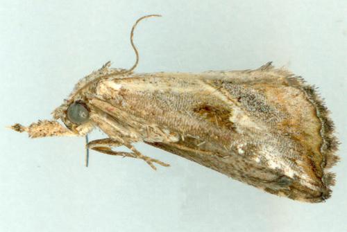 Rhynchina inornata