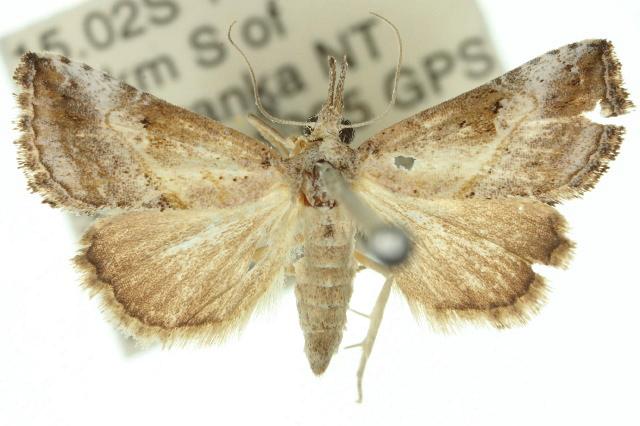 Rhynchina inornata