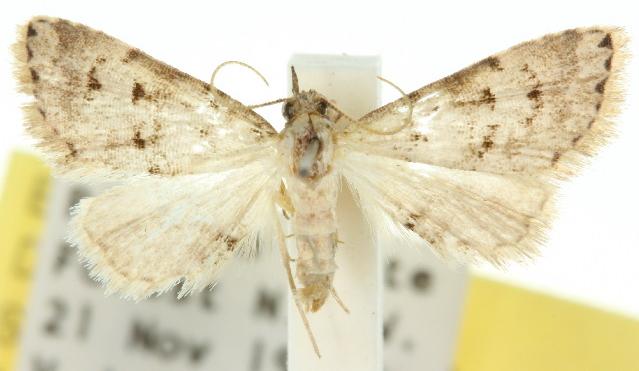 Chusaris opisthospila