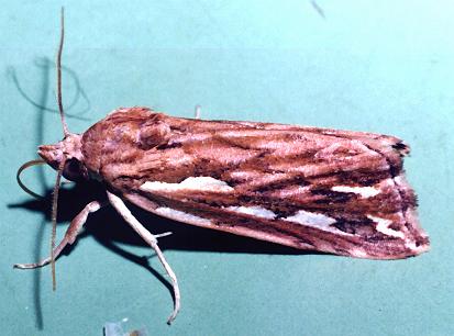 Meyrickella torquesauria