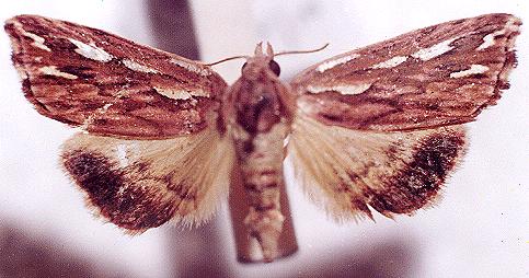 Meyrickella torquesauria