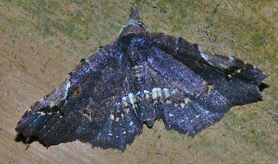 Esthlodora variabilis