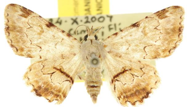 Sandava xylistis