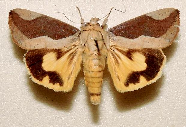 Hypocala guttiventris