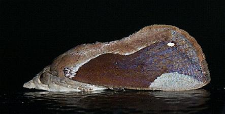 Hypocala guttiventris