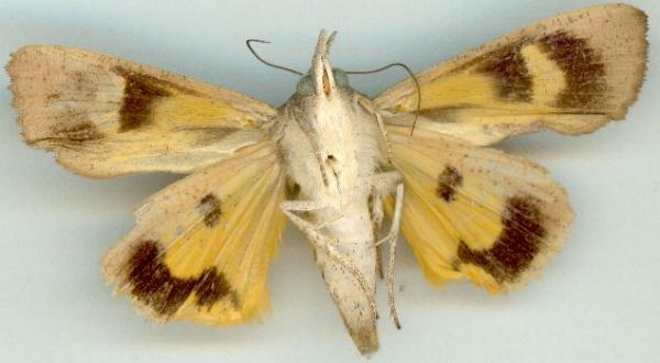 Hypocala guttiventris