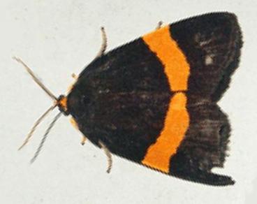 Birthana cleis