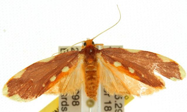 Trychnomera anthemis
