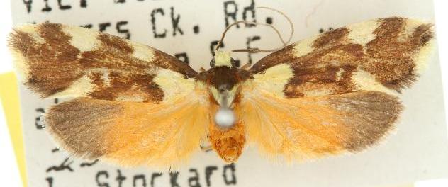 Lactura cristata