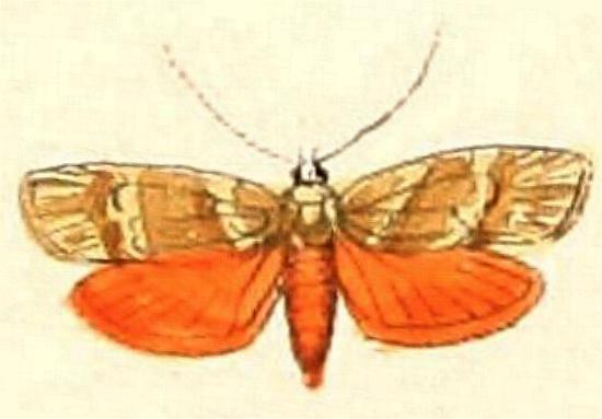 Lactura erythocera