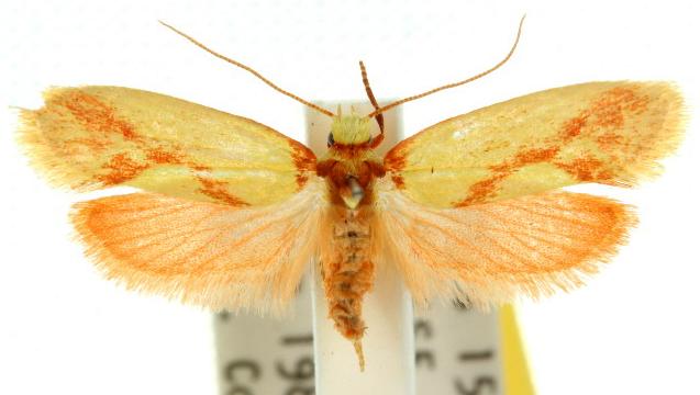 Anticrates paraxantha