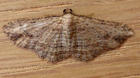 Xanthorhoe anaspila